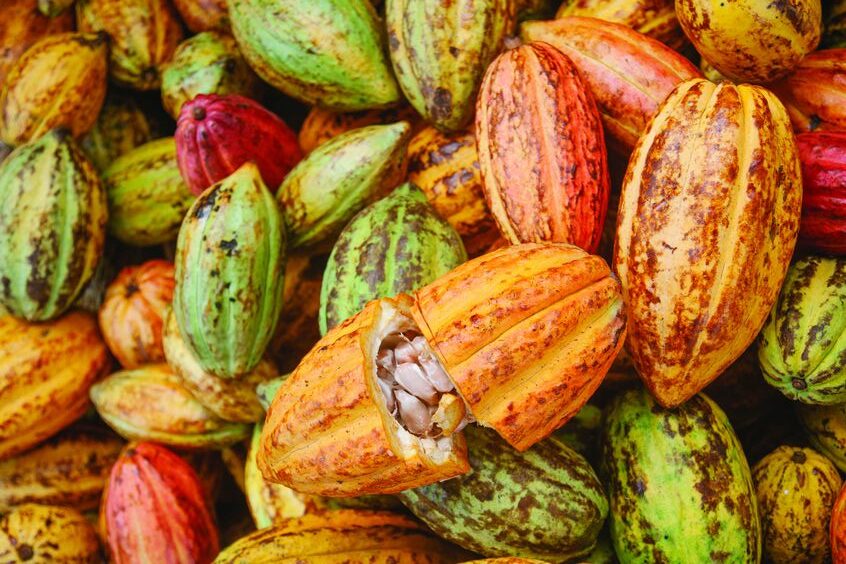 Ressources abondantes et potentiel agricole disponible pour import-export